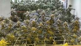 PM apreende 350 pés de maconha em estufa no Paraná