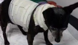 Polícia resgata cachorro idoso ferido e entrega para tutora