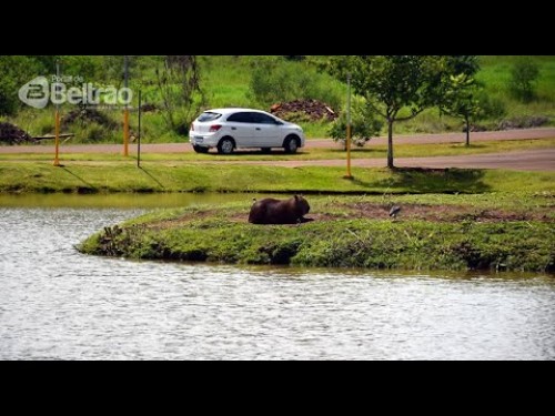 Moradores denunciam maus tratos às capivaras no Lago da Cidade Norte