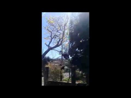 Poda em árvore feita por funcionários da Copel revolta morador; veja o vídeo