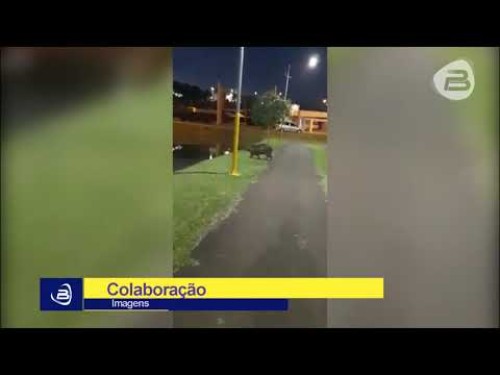 Ela voltou, confira o vídeo